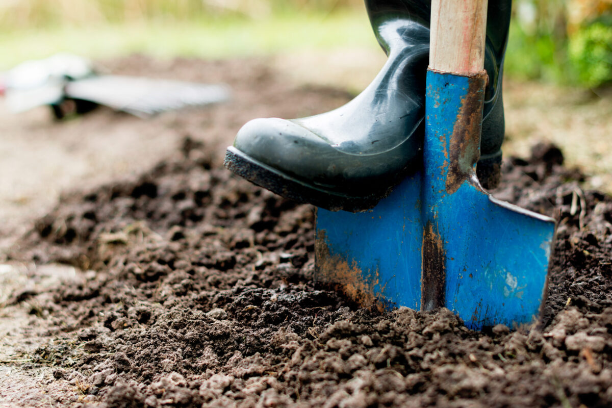 Gardening in Torbay & The South Hams