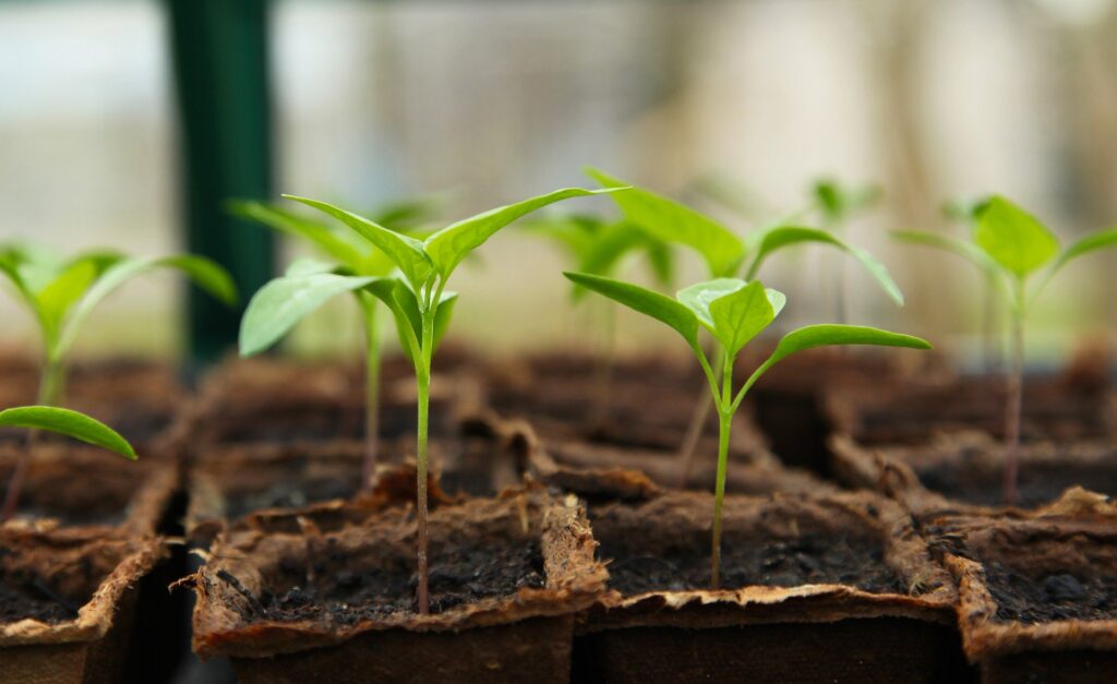 Planting in Torbay and The South Hams