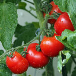 Garden in September; Tomato growing