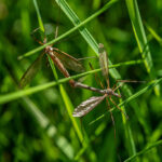 Leatherjackets in your lawn