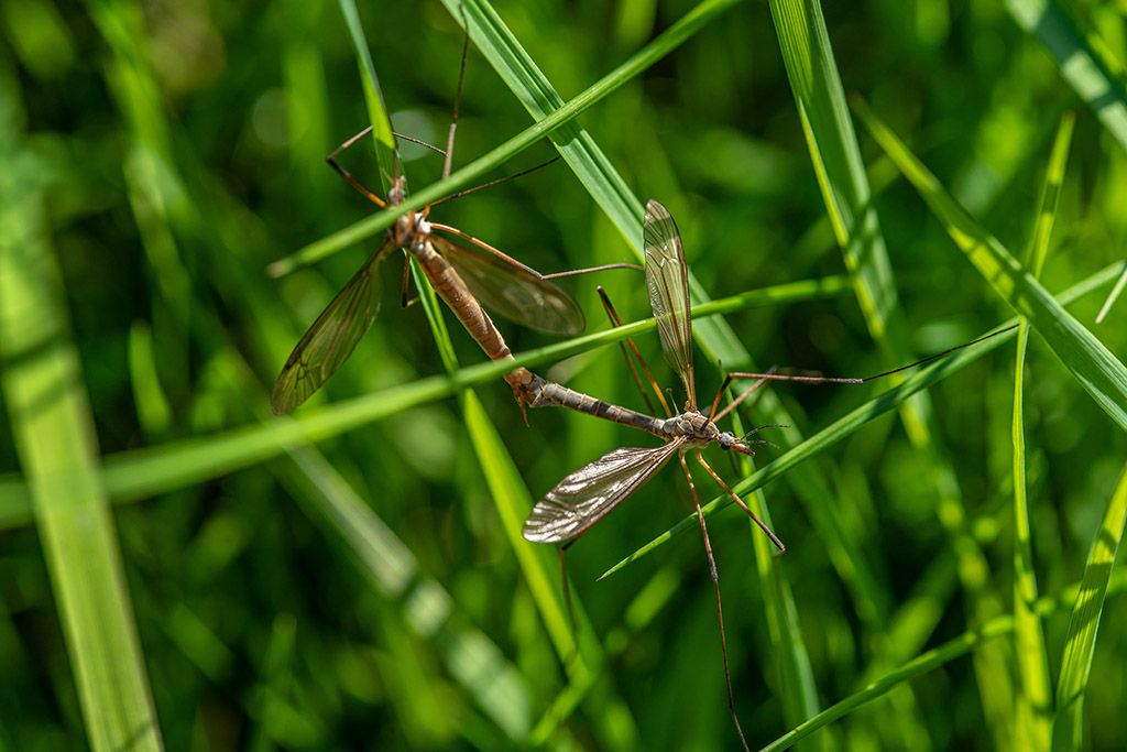 Leatherjackets in your lawn