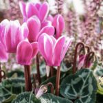 Cyclamen