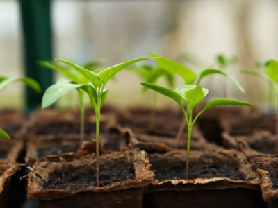 Planting in Torbay and The South Hams