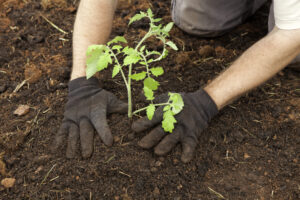 Planting