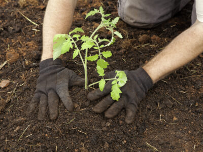 Planting in Torbay and The South Hams