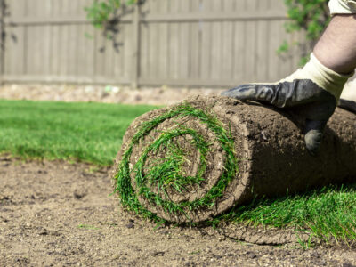 Lawns & Lawn Maintenance in Torbay & The South Hams