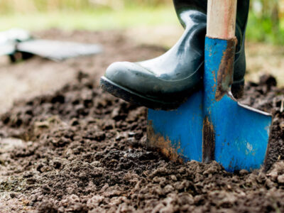 Gardening in Torbay & The South Hams