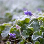 What to do in the garden in January