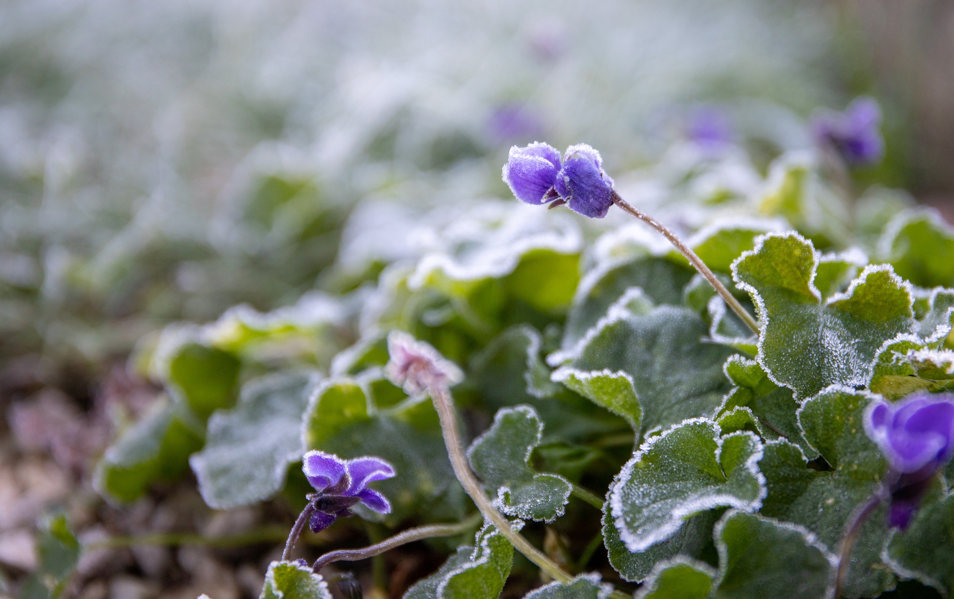 What to do in the garden in January