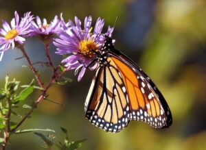 Bringing pollinators back to your garden is not only fulfilling but is also crucial for our ecosystem.