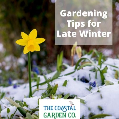 Gardening Tips for Late Winter