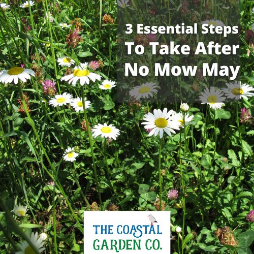 Beyond No Mow May: What Comes Next for Your Garden?