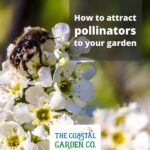 Reasons pollinators are in decline and what to plant to attract them to your garden