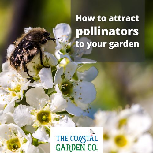 Reasons pollinators are in decline and what to plant to attract them to your garden