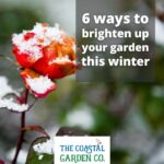 6 ways to brighten up your garden in winter | The Coastal Garden Company | Torbay