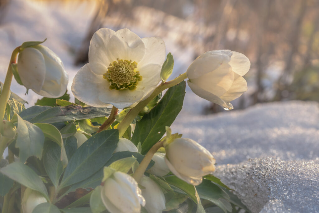 11 ways to brighten up your garden in winter | The Coastal Garden Company | Torbay