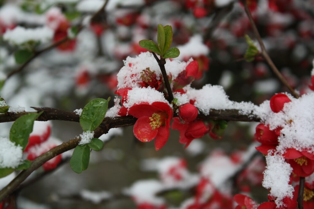 11 ways to brighten up your garden in winter | The Coastal Garden Company | Torbay