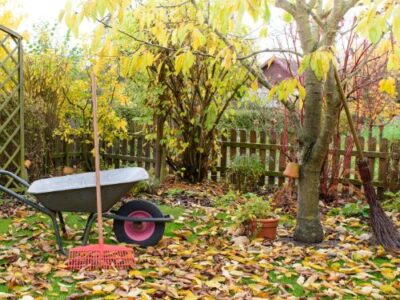 Amazing Autumn Ideas for Torbay Gardens