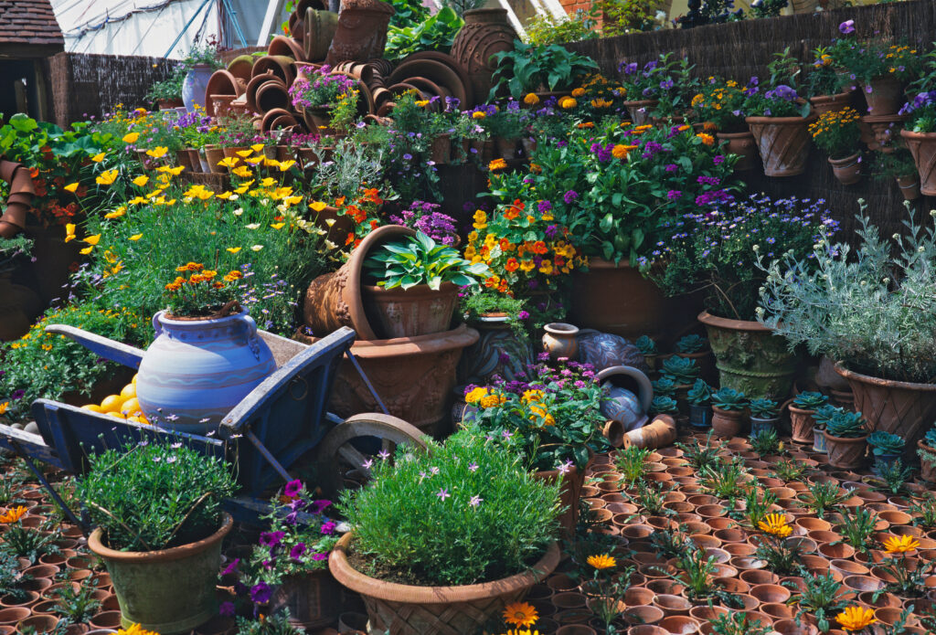 The enchanting world of the Chelsea Flower Show is a true gem in the horticultural calendar!