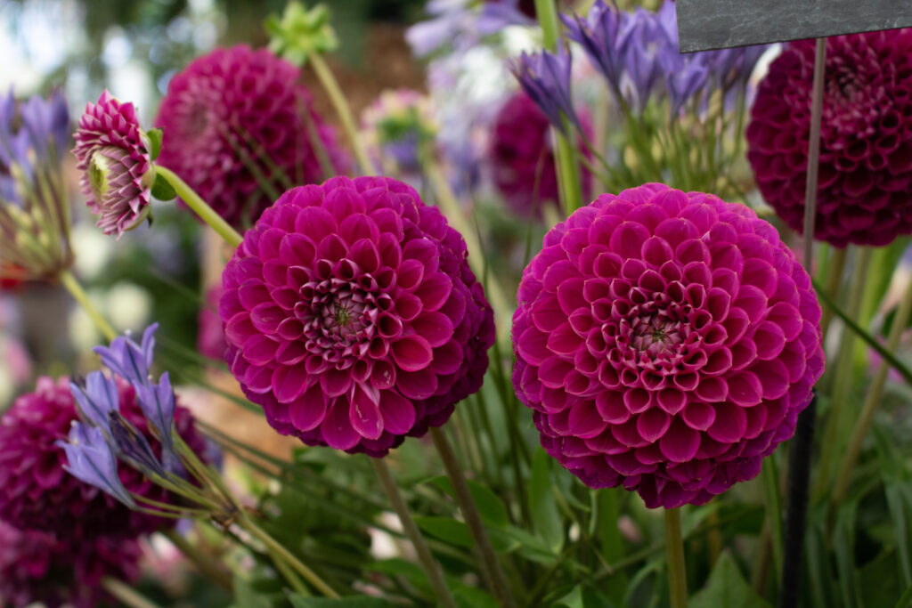 The enchanting world of the Chelsea Flower Show is a true gem in the horticultural calendar!
