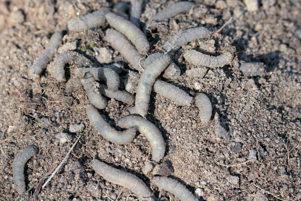 Leatherjackets are the larvae of Daddy-Long Legs and can ruin a lawn. Unfortunately, the best way to control Leatherjackets is to get a new lawn. 