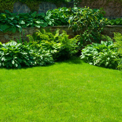Turfing and lawn care in Torbay Turfing and lawn care in Torbay