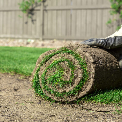 Lawns & Lawn Maintenance in Torbay & The South Hams Lawns & Lawn Maintenance in Torbay & The South Hams